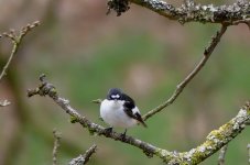 pied fly  may.JPG