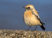 Desert Wheatear 3 small.jpg