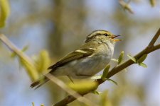 Pallas's Leaf Warbler (1).jpg