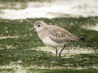 grey plover mudflats MP GX8 stx85 TLS APO23_1040327.jpg