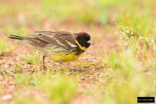 Yellow-breasted Bunting.jpg