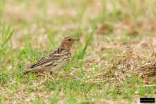 Red-throated Pipit.jpg