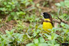 Yellow-breasted Bunting 2.jpg
