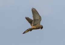 Kestrel - Falco tinnunculus A 2J4A0006.jpg