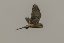 Kestrel - Falco tinnunculus A 2J4A0040.jpg