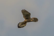 Kestrel - Falco tinnunculus A 2J4A9989.jpg