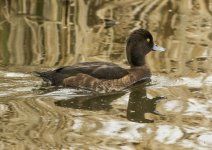 Tufted duck - Aythya fuligula A 2J4A9971.jpg