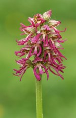 Orchis x bergonii - Copy.jpg