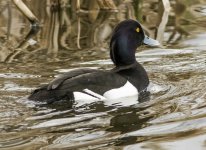 Tufted duck - Aythya fuligula A 2J4A9975.jpg