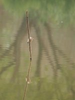 Yellow Bittern.jpg