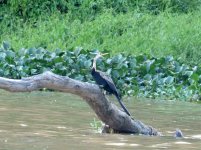 Oriental Darter.jpg