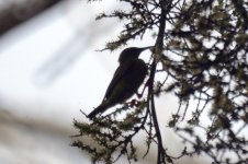 red legged Honeycreeper (F).JPG