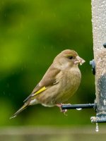 70-300-Greenfinch-1-small.jpg