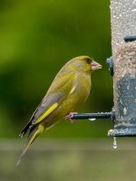 70-300-Greenfinch-2-small.jpg