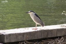 Black-crowned Night Heron WM RS 0012.jpg