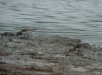 Sanderlings UW 180516.jpg