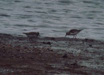 2 Sanderlings UW 180516.jpg