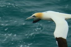 Gannet head.jpg