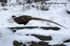 Reeve's Pheasant - male 2141 Dongzhai Hernan China 230116  JPEG.JPG