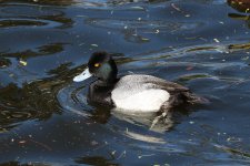 which_scaup.jpg