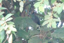 Bornean Ground Cuckoo.jpg