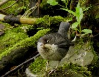 baby dipper.JPG