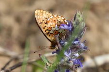 Pearl-bordered Fritillary lt 1.jpg