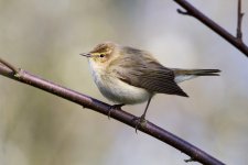 Chiffchaff comp.jpg