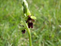 Fly Orchid 2.jpg