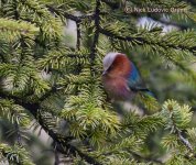 Crested Tit Warbler.JPG