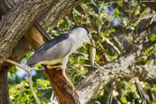 Black-crowned Night Heron NIK ADJ WM RS 0001.jpg