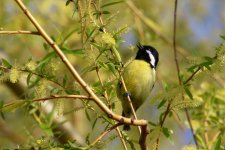 Yellow-Bellied Tit.jpg