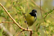 Yellow-bellied Tit (1).jpg