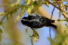 Yellow-bellied Tit (2).jpg