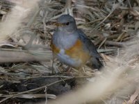 IMG_6637 Grey-backed Thrush @ Pui O.JPG