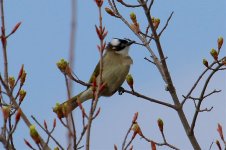 Light-vented (Chinese) Bulbul.jpg