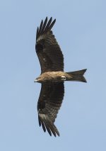 black kite lamma HK D5 300PF_DSC7188.jpg