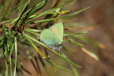 Green Hairstreak lab 1.jpg