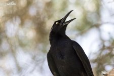 Great-tailed Grackle WM RS 0005.jpg