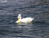 WHITE CRESTED DUCK WM RS 0004.jpg