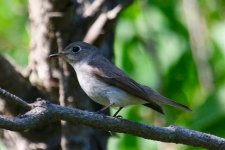 Asian Brown Flycatcher.jpg