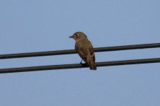 Asian Brown Flycatcher (2).jpg