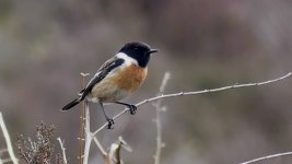 stonechat 2016.JPG