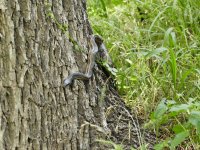 Texas Rat Snake-1.jpg