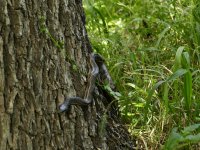 Texas Rat Snake-2.jpg