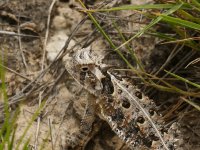 Texas Horned Lizard-2.jpg