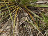 Texas Horned Lizard-3.jpg