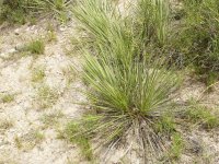 Texas Horned Lizard-5.jpg