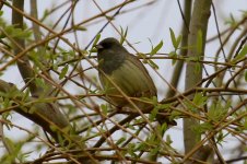 Black-Faced Bunting.jpg