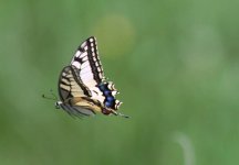 Common Swallowtail papilio machaon 01.JPG